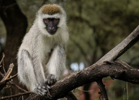 Circuit Lumières d'Afrique Safari au coeur du Kenya - 8