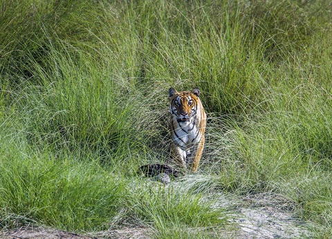 Circuit Népal oublié : cités médiévales, Himalaya et jungle du Terraï - 9