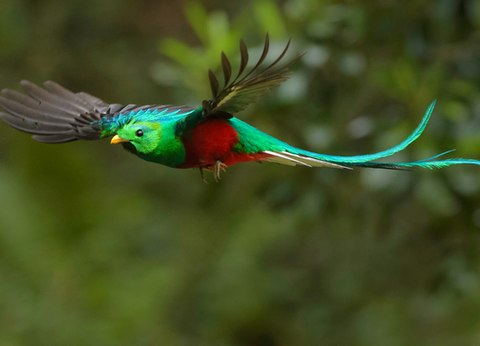 Circuit Guatemala, Sur la Piste du Quetzal et Plage - 6