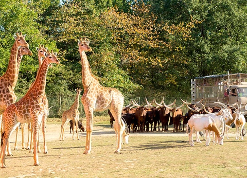 Tour du monde animalier en famille - 4* - 19