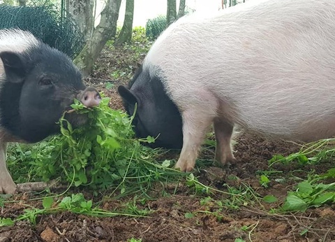 Camping Domaine Du Bois Coquet, 3* - 20