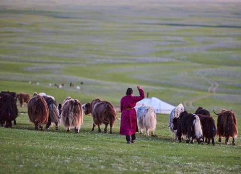 Mongolie, terre nomade - 7