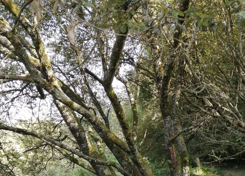 Camping de Kerisole 3* - 18