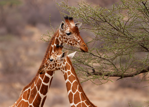 Circuit Safaris de Légende - 34