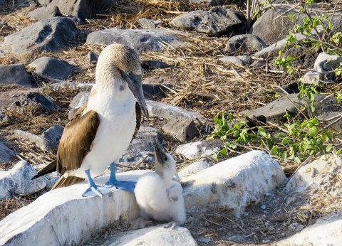 Circuit Splendeurs de l'Equateur et Séjour Galapagos - 17
