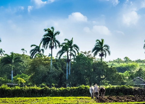 Circuit À la Rencontre des Cubains & Extension Melia Peninsula Varadero - 7