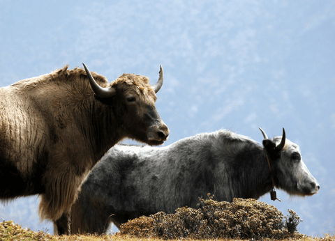 Circuit Népal et Bhoutan, Perles de l'Himalaya - 16