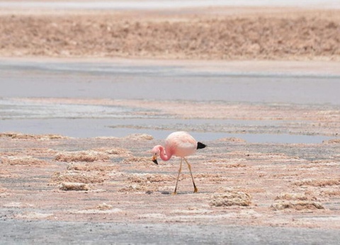 Circuit Privatif au Chili, Voyage au Coeur de l'Atacama et île de Pâques - 13