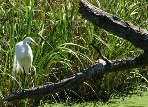 DÉCOUVERTE DE LA LOUISIANE - 3
