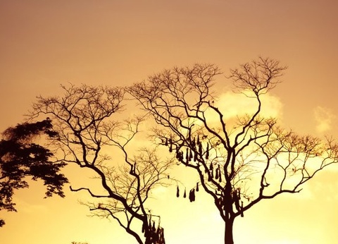 Circuit Beautés du Costa Rica *** - 3