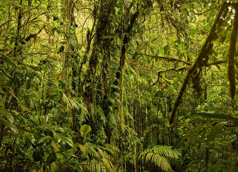 Circuit Aventures aux pays des Ticos - 7