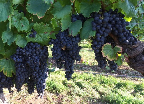 Camping Les Bois de Prayssac, 3* - 63