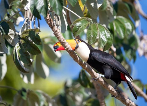 Circuit Merveilles du Brésil et Séjour Pantanal - 18