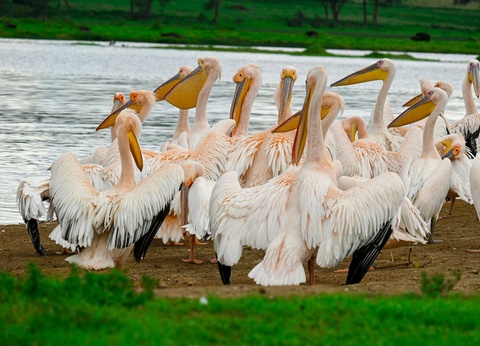 Circuit Entre safari et rencontres Maasaï - 6