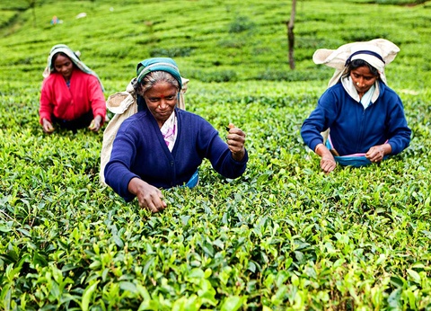 Circuit Au pays de l'or vert - 14