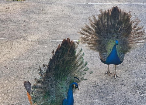 Camping Moulin de David 4* - 107