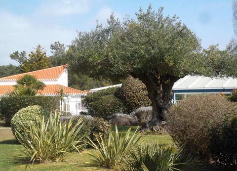 Village vacances Le Hameau de L'Océan, 4* - 47