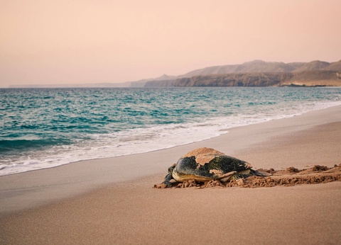 Circuit Wadis, dunes et montagnes : traversée des merveilles d'Oman - 7
