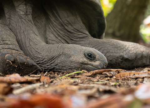 Croisière Praslin Dream Premium - 10