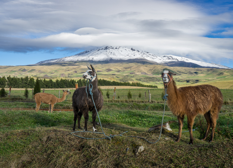 Circuit Equateur Authentique et Galapagos - 19