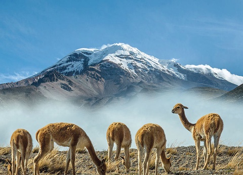 L'Equateur, de l'Amazonie aux Galapagos (petit groupe 2-16 pers.) - 8
