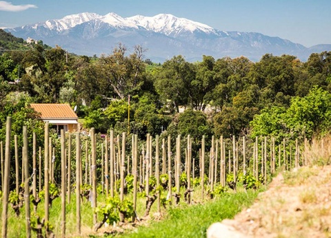 Camping Domaine des Mimosas, 2* - 12