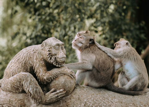 Combiné Rizières et Plage sur l'île des Dieux - 13