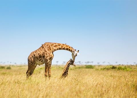 Hôtel Leopard Beach Resort 5* + Safari 2 nuits - 17