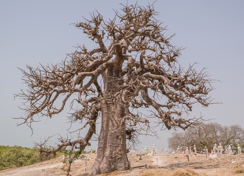 Circuit Privatif Evasion au Sénégal entre Culture et Plage - 28