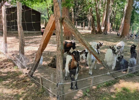 Flower Camping Les Mijeannes, 4* - 37