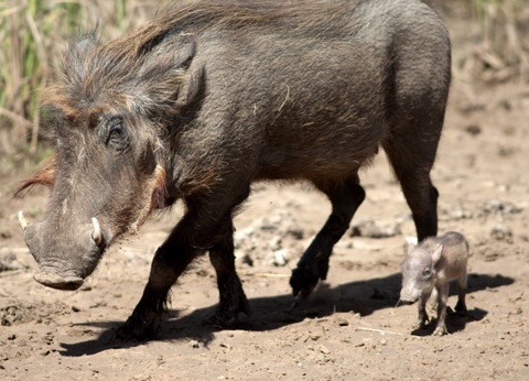 Circuit Sénégal, au coeur d'une nature intense (maximum 6 participants) *** - 10