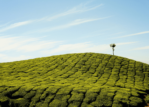 Circuit Merveilles du Kerala en Privatif - 25