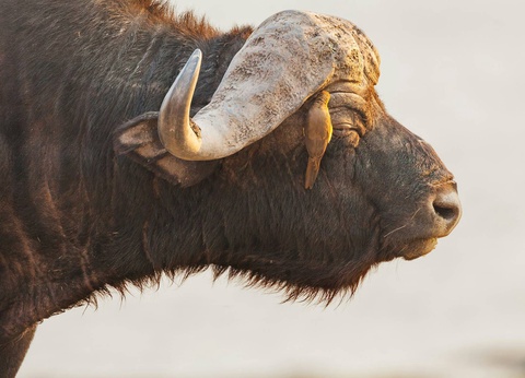 Circuit Légendes du Cap et de la savane + extension aux chutes Victoria **** - 7