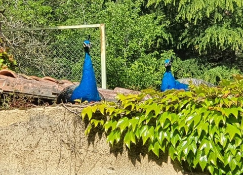 Camping Moulin de David 4* - 64