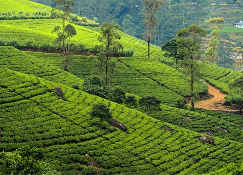 Circuit Sur la route des Epices - 8