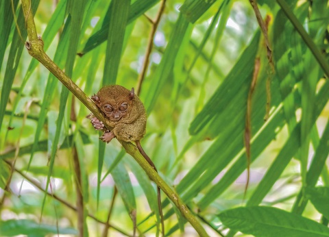 Circuit Archipel d'Émeraude : voyage aux Philippines authentiques - 3