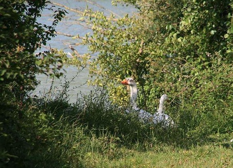 Domaine du Lac de Néguenou, 3* - 43