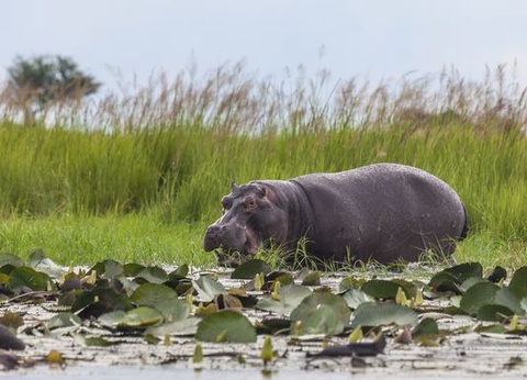 Immersion au Botswana 11J/8N - 2025 - 8