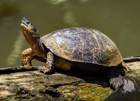 Circuit Immersion au Costa Rica et Région de Manuel Antonio, Pacifique Central - 9