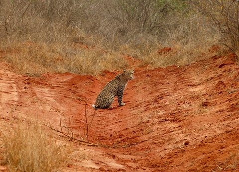 Combiné Ôclub Select Diamonds Malindi 5* et Safari - 13
