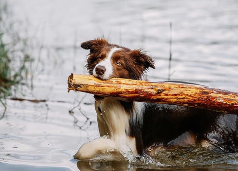 Camping Le Val de Cesse, 4* - 35