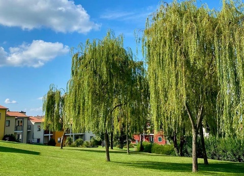 Belvedere Village - 29