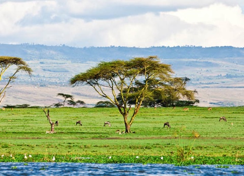 Circuit Safari au coeur des grands parcs du Kenya - 12