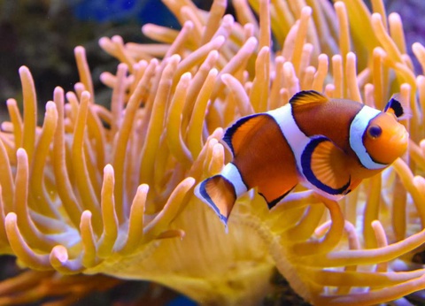 Séjour familial avec entrée à l'Aquarium Nausicaa - 3* - 27