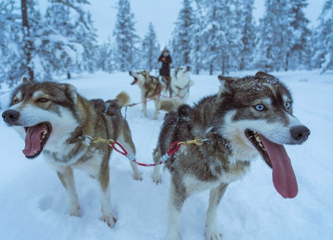 Circuit Essentiel de Laponie - 2