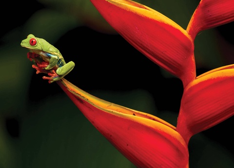 Circuit Costa Rica, terre d'émeraude et de saphir - 11