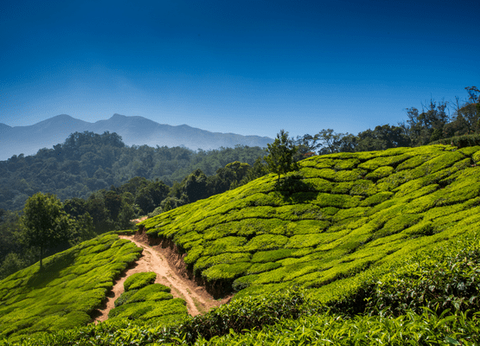 Circuit Merveilles du Kerala en Privatif - 6