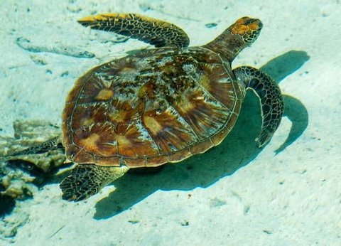 Circuit IA ORA NA POLYNESIE - 14