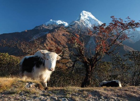 Festivals du Bhoutan, Tsechu de Bumthang - Népal, Bhoutan - 24