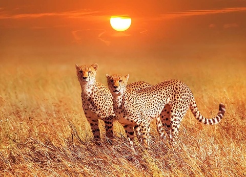 Circuit Indispensable Kenya + plage de Diani - 5